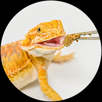 Central Bearded Dragon