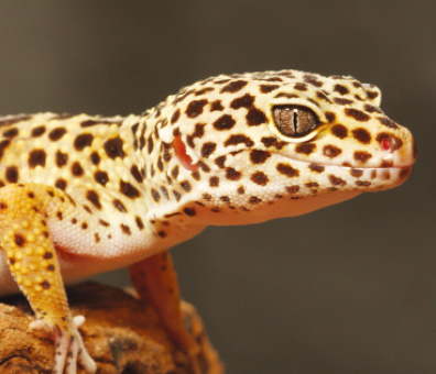 Leopard Gecko