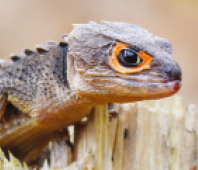 Red-Eyed Crocodile Skink