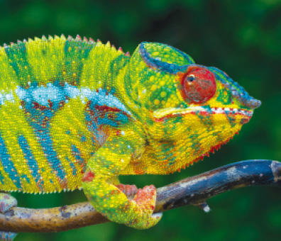 Panther Chameleon