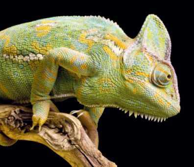 Veiled Chameleon