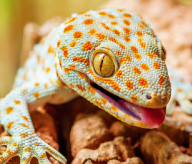 Tokay Gecko