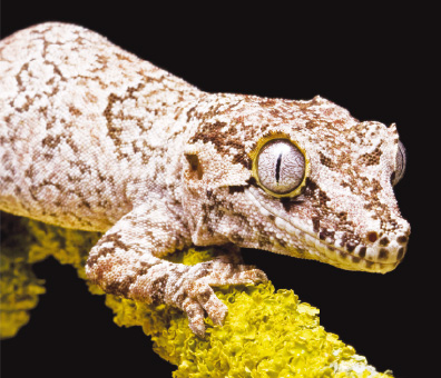 Gargoyle Gecko