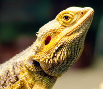 Central Bearded Dragon