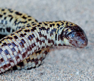 Checkerboard Worm Lizard