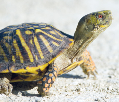 Box Turtle