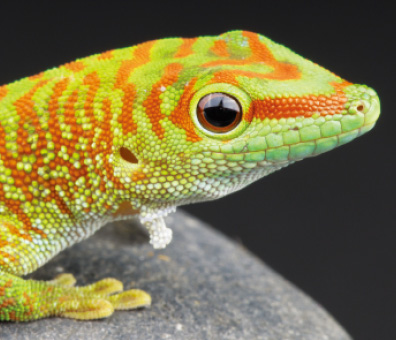 Madagascar Day Gecko