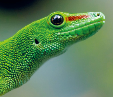 Day Gecko