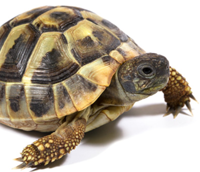 Testudo Graeca