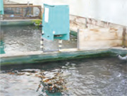 Sakai Fish Farm-image1