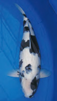 Omosako Koi Farm-image6