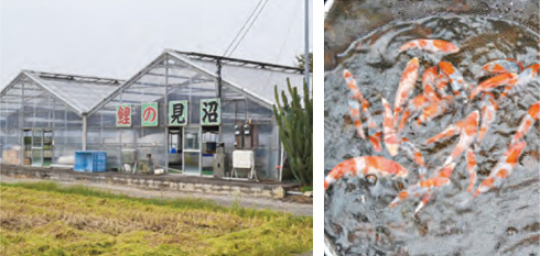 MINUMA KOI FARM-image1