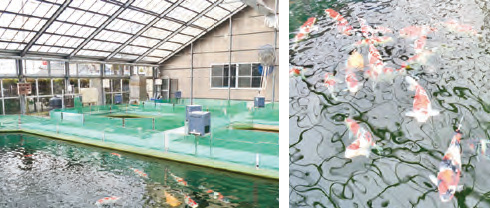 NARITA KOI FARMS-image2