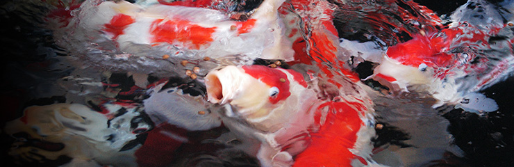 KOI FOOD / POND FOOD