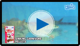 SINKING CARNIVORE PELLETS