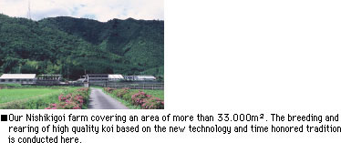 Our Nishikigoi farm covering an area of more than 33.000m2. The breeding and rearing of high quality koi based on the new technology and time honored tradition is conducted here. 