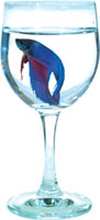 betta image