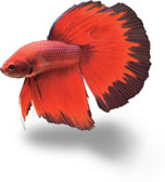 betta image